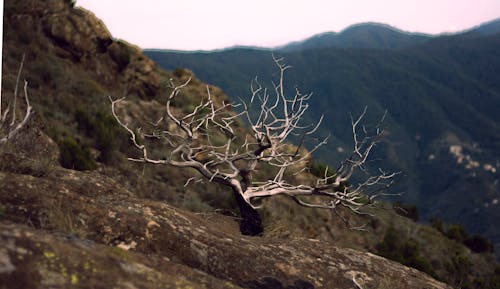 Darmowe zdjęcie z galerii z drzewo, krzew, martwy
