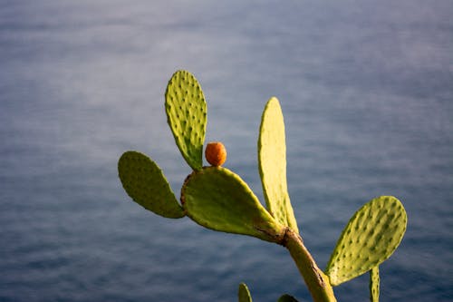 Darmowe zdjęcie z galerii z kaktus, ocean, owoc