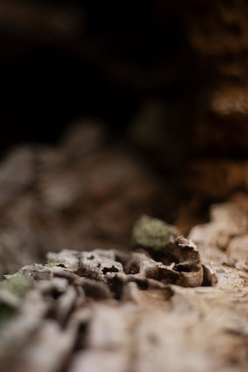 Darmowe zdjęcie z galerii z 50 mm, brązowy, nikon