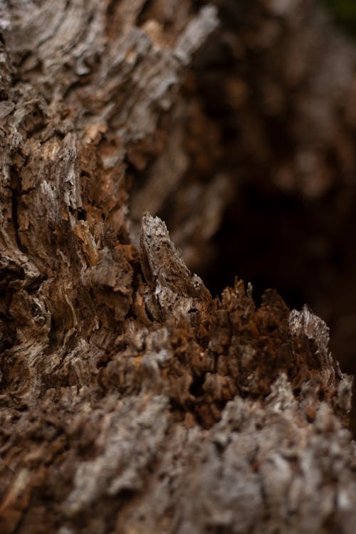Foto profissional grátis de áspero, castanho, de madeira
