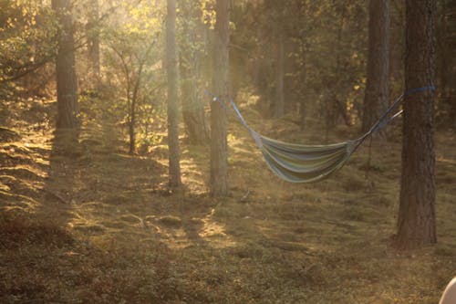 Free stock photo of camping, hammock