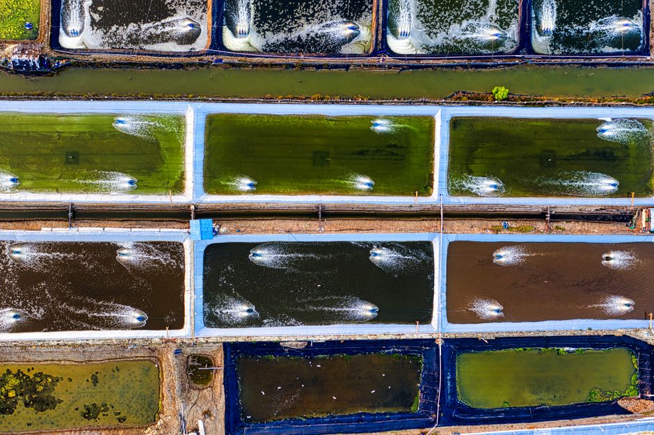 Aerial view of different fish swimming in artificial ponds with foamy traces on water in daytime