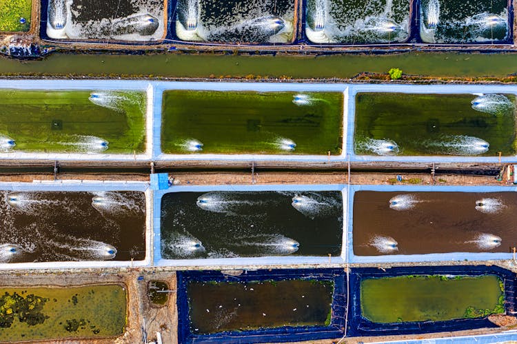 Fish Swimming Fast In Ponds On Farm