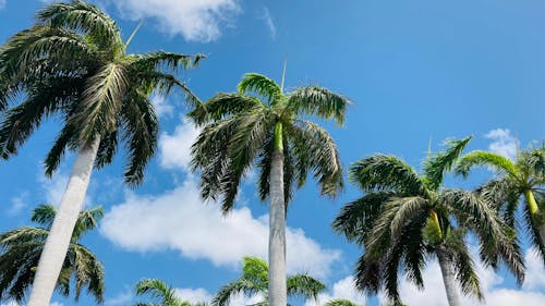 Palm Trees Under a Blue Sky