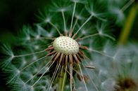 Close-up of Dandelion
