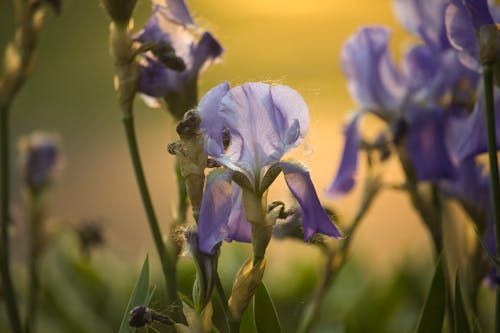 Free stock photo of purple flower Stock Photo