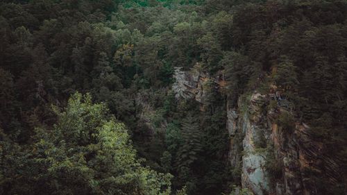Free A breathtaking aerial shot of a lush forest surrounding a rocky cliff with trees. Stock Photo