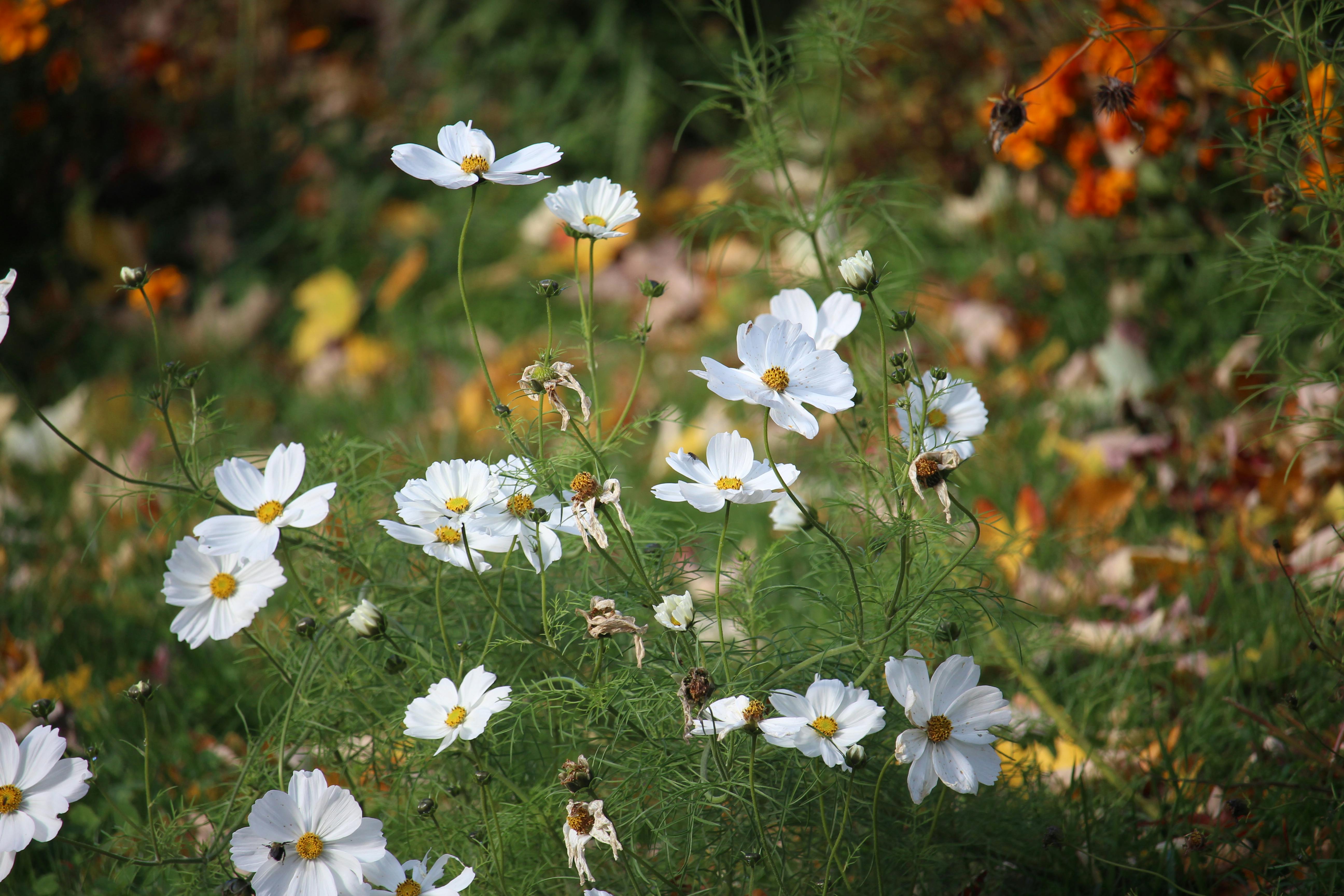 White cosmos flowers blooming in a lush garden during autumn, showcasing the vibrant colors of nature.