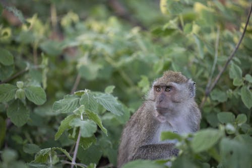 Gratis stockfoto met beest, bladeren, boom