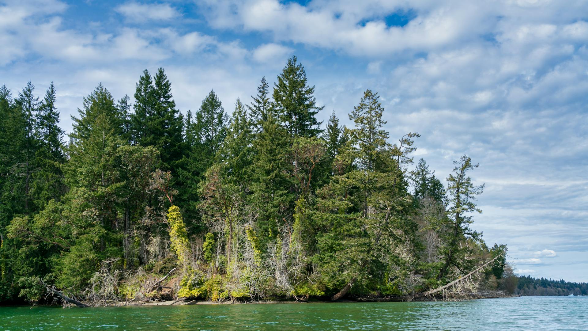 Lush coniferous forest on the Washington coastline under a bright blue sky.