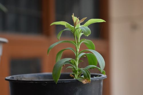 Free stock photo of indoor plants Stock Photo