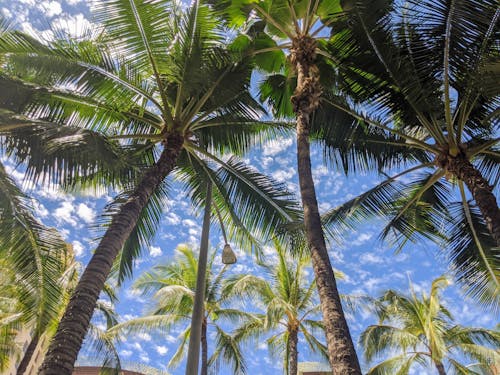 Základová fotografie zdarma na téma havaj, kokosové palmy, nízký úhel záběru
