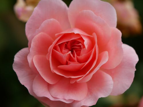 Close-Up Shot of a Pink Tea Rose in Bloom