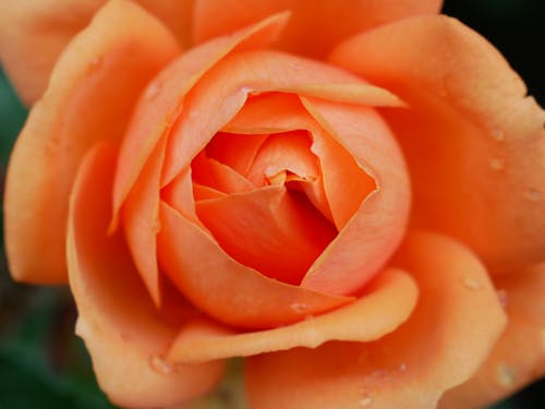 Close-Up Shot of an Orange Tea Rose in Bloom