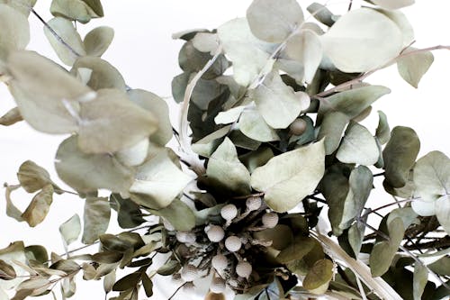 Free Bush of eucalyptus against white background Stock Photo