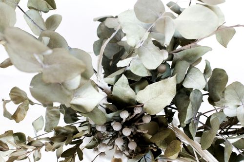 Free From below of green lush eucalyptus branches with ripening fruits against white background Stock Photo