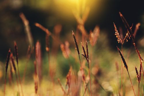Free Sunlit spikelets with a blurred background capturing a serene natural moment. Stock Photo