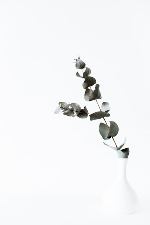 Green tender eucalyptus branch in white vase