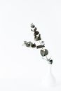 Green tender eucalyptus branch in white vase