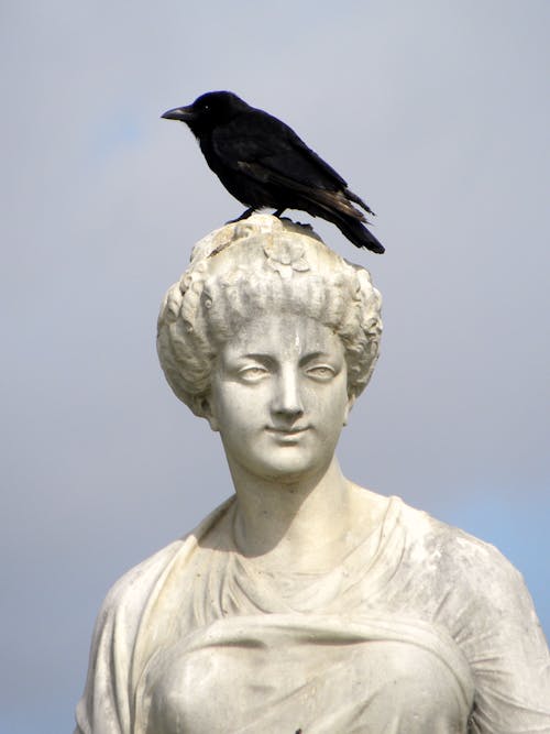 Free A Raven Perched on a Concrete Statue Stock Photo