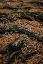 Roots of pine trees in woods
