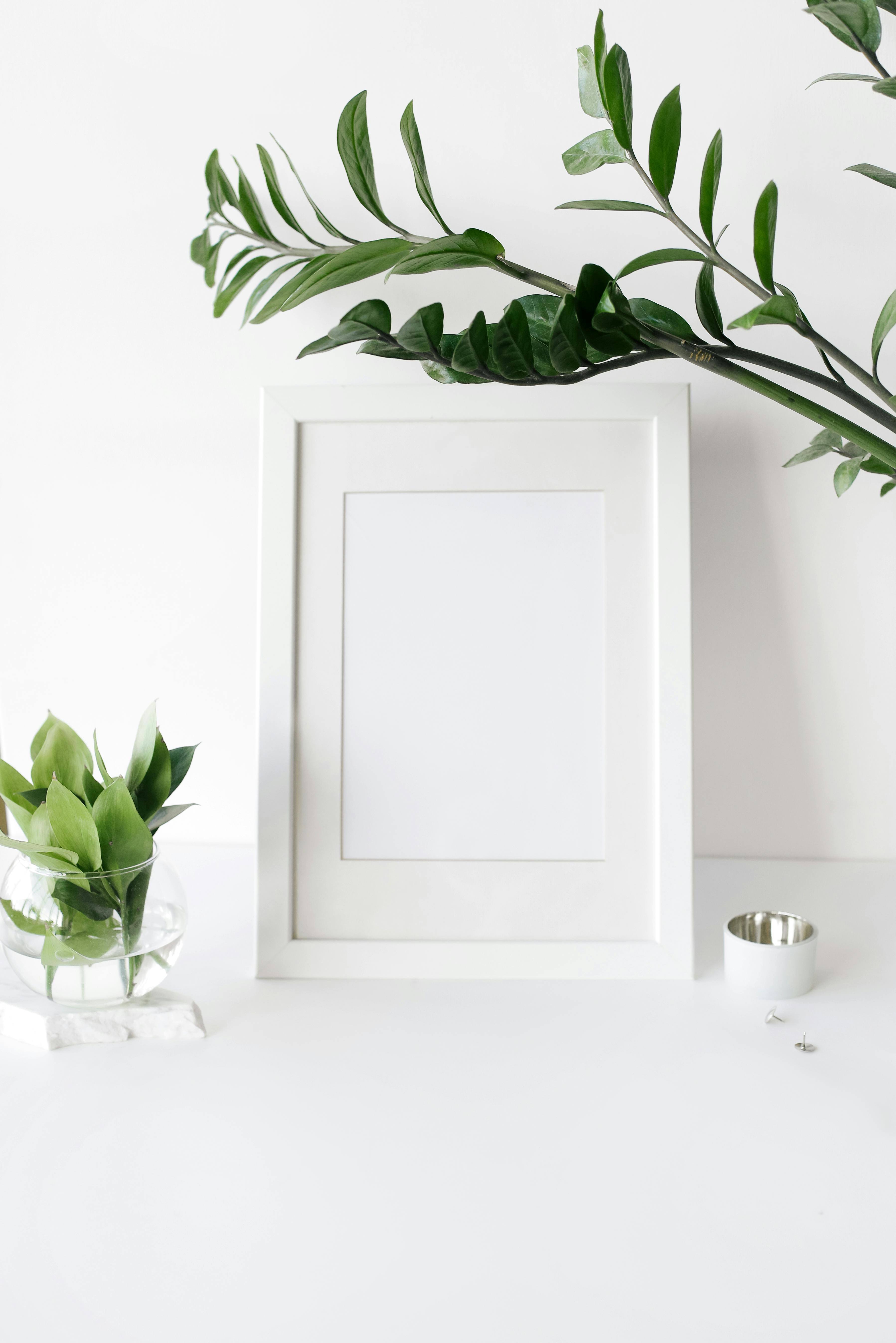 White Frame Photos, Download The BEST Free White Frame Stock Photos & HD  Images
