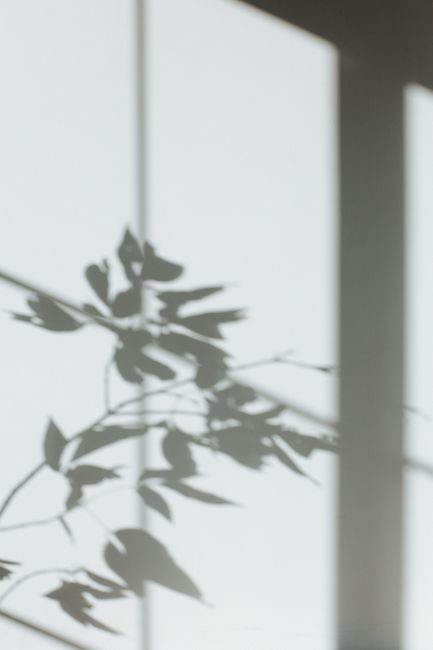 Abstract shadow of leaves on a white wall, creating a minimalist design.