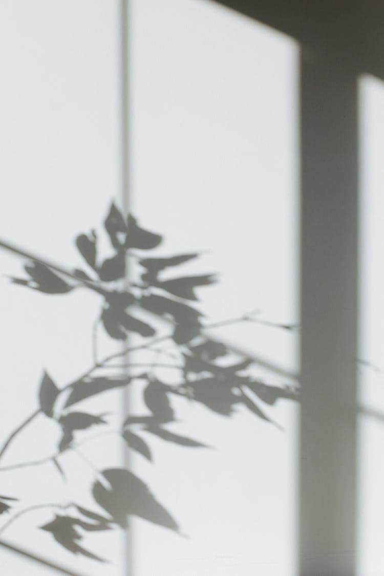 Shadow Of Leaves On A White Wall