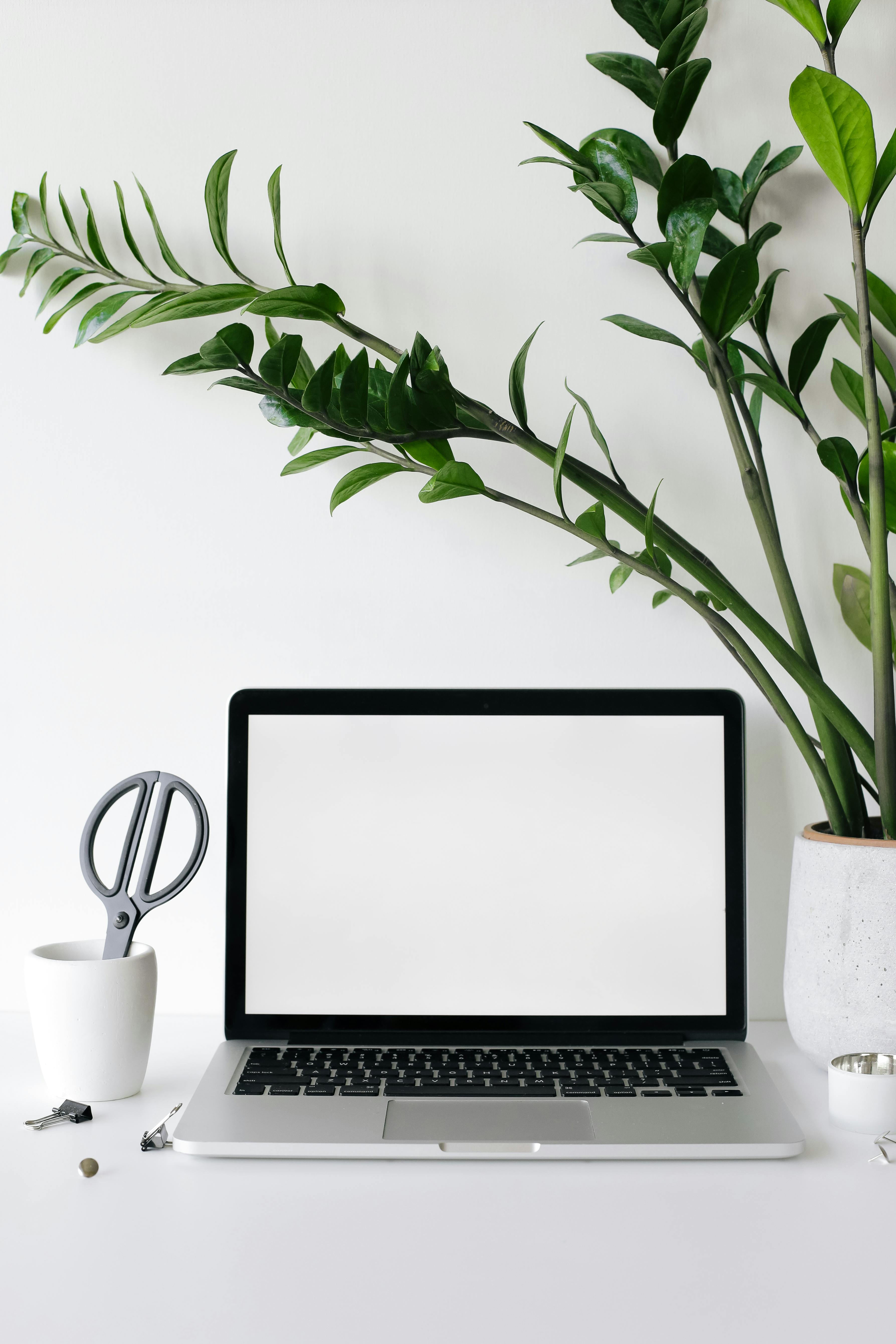 laptop on desk near lush houseplant