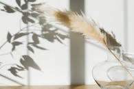Dried pampas grass in glass vase placed on table against white wall with shadows