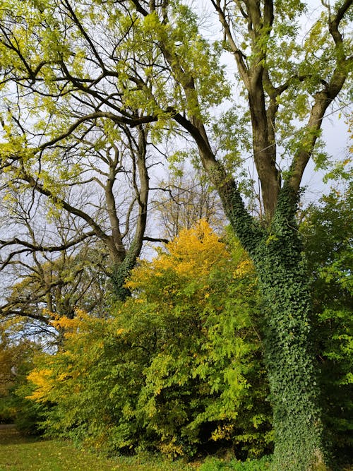 Darmowe zdjęcie z galerii z drzewa, gałęzie, jesienne liście