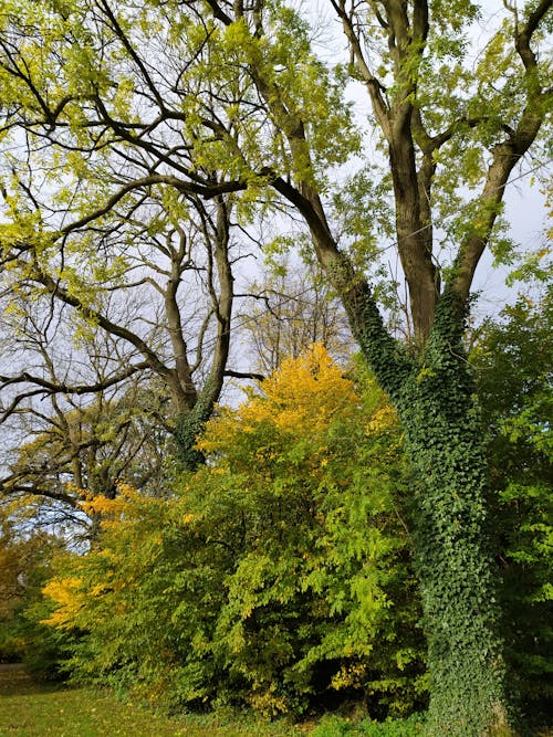 Kostnadsfri bild av falla, grenar, höstlöv