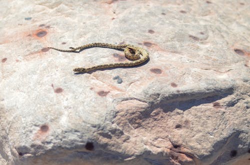 ヘビ, 動物の写真, 危険の無料の写真素材