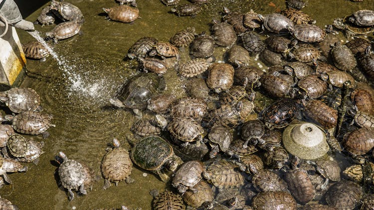 Brown And Black Turtles On Water