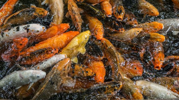 fish photo