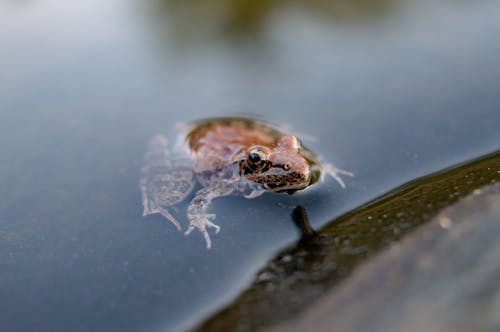 Close-Up Shot of a Frog in the Water