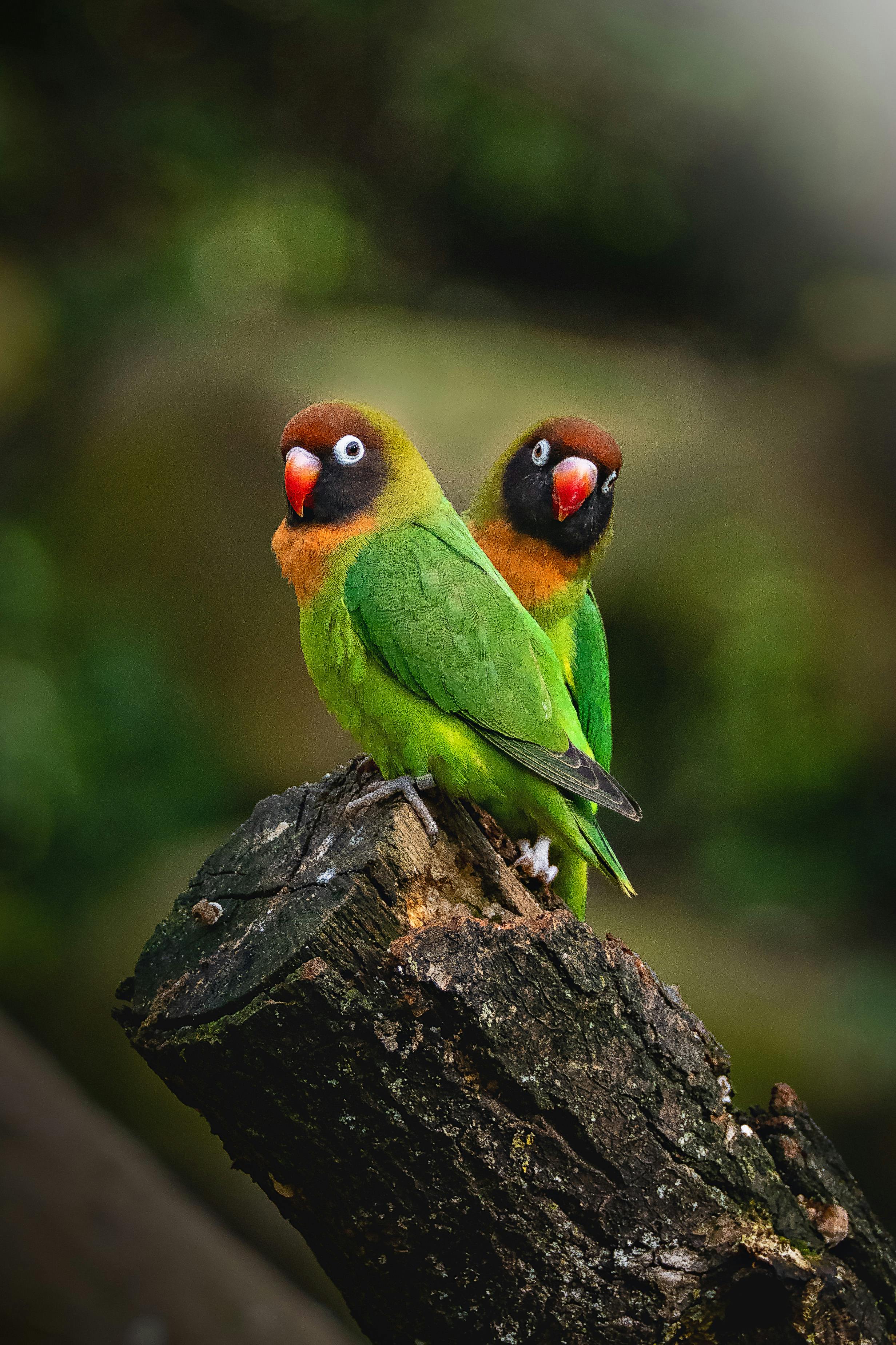 两只色彩斑斓的爱情鸟栖息在树桩上，展示着它们鲜艳的羽毛和自然之美