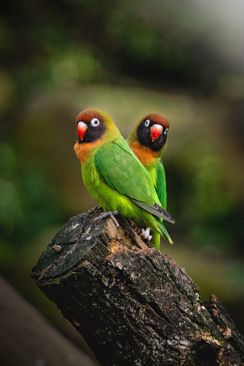 Close-Up Shot of Two Parrots Perched on a Wood