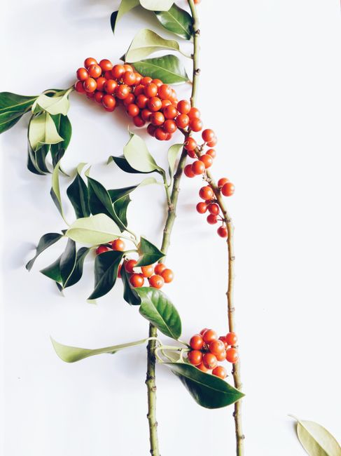 Close-up of red berries on green branches against a white background.