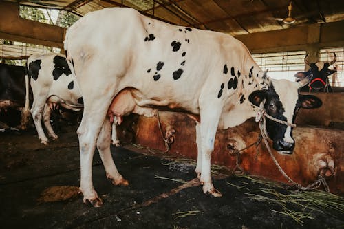 Close-Up Shot of Cows inside a Farm