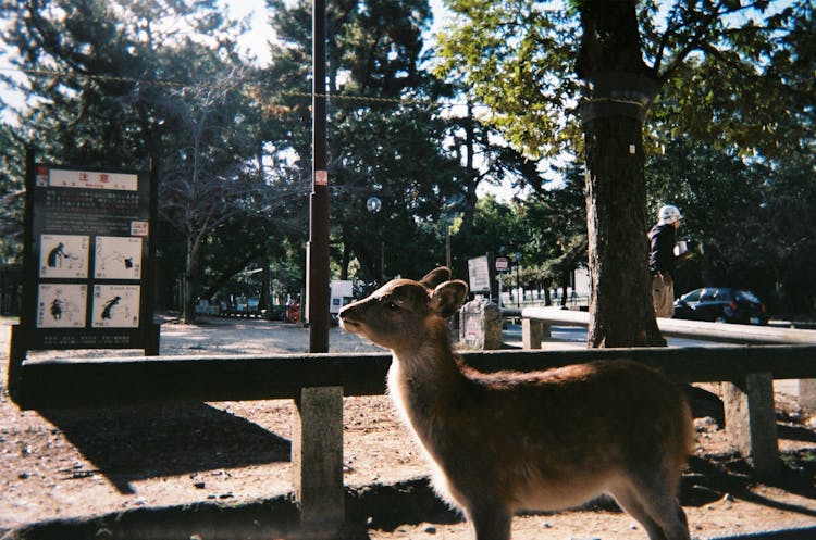 Little Deer Standing In Street In Japanese Town