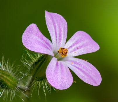 Purple Flower In Macro Shot