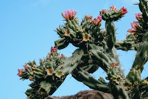 Blooming cactus under clear blue sky