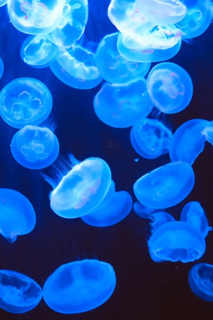 Various of wild transparent jellyfish swimming in clean water of ocean in darkness