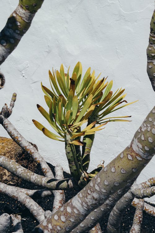 Small tropical palm tree in garden