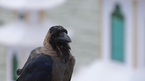 Macro Focus Photo D'un Oiseau Brun