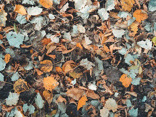 Gratis lagerfoto af efterårsfarver, nedfaldne blade, tørrede blade