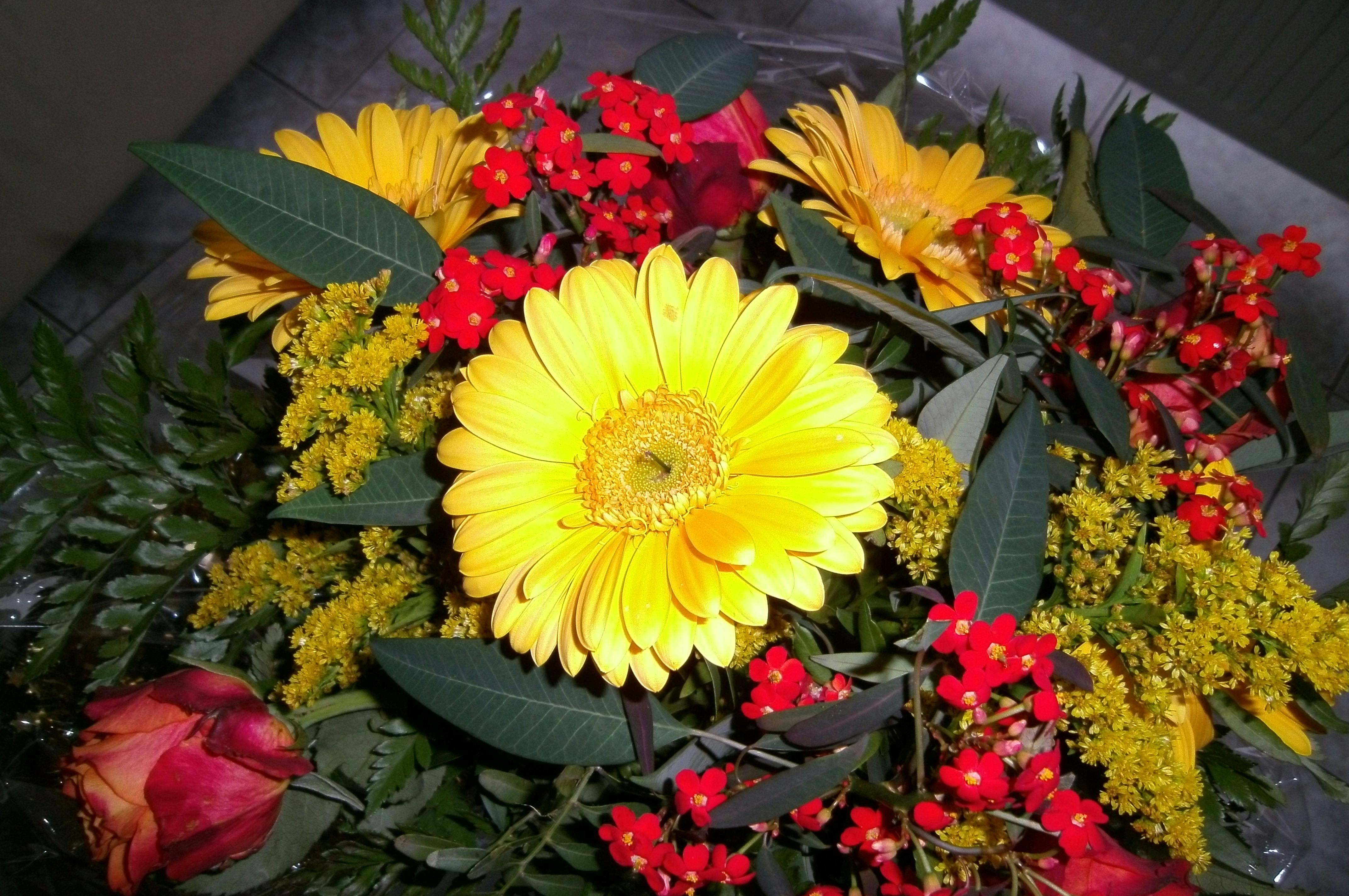 Free stock photo of bunch of flowers