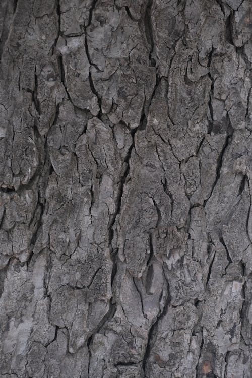 A Close-Up Shot of a Tree Trunk