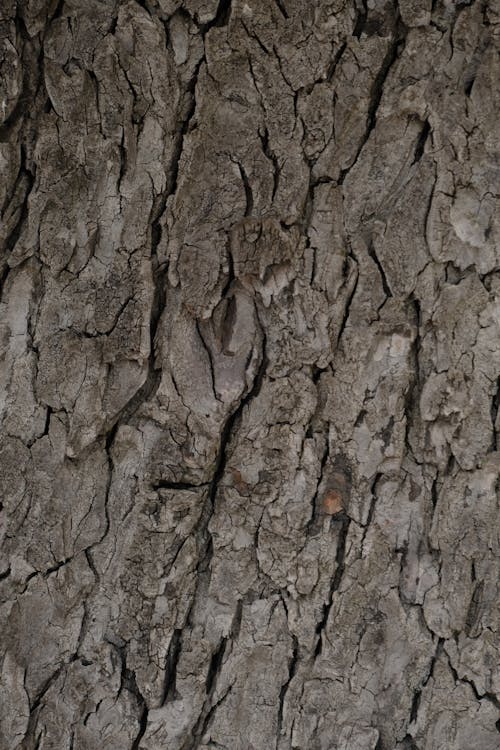 Foto profissional grátis de áspero, casca de árvore, castanho